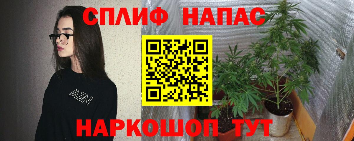 Конопля марихуана Нововоронеж